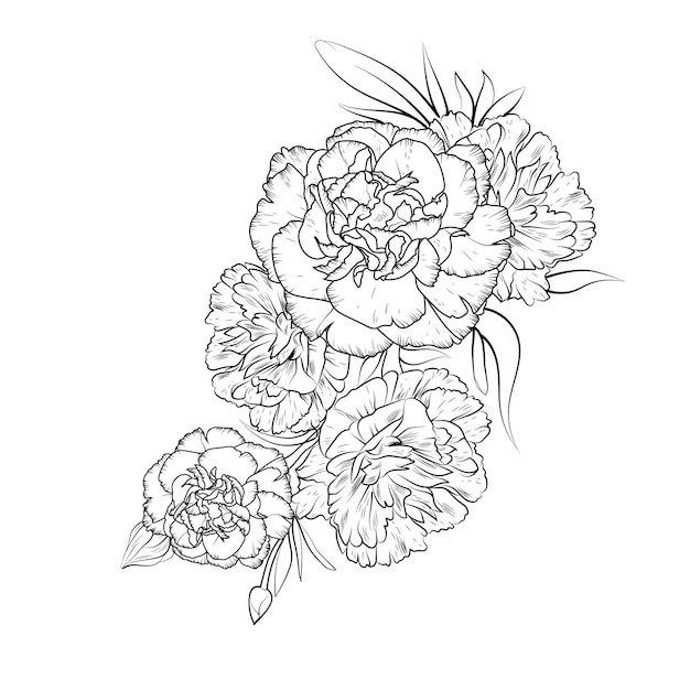 Gillyflower vector art of coloring books hand drawn the floral carnation bouquet of line art.