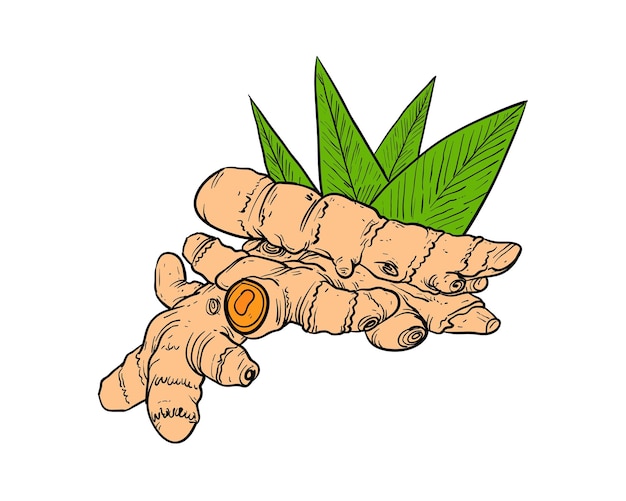 Ginger root with leaves Hand drawn sketch Vector illustration