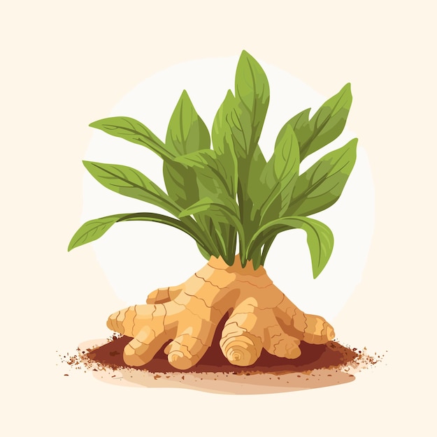 Ginger root with leaves vector illustration