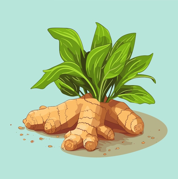 Ginger root with leaves vector illustration