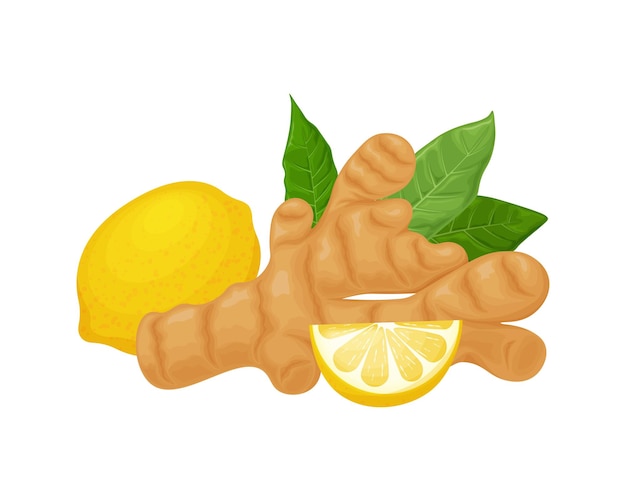 Ginger vector image of ginger with lemon and leaves medicinal plant in cartoon style isolated on a w