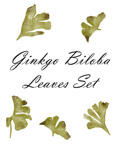 Gingko biloba leaves vector illustration