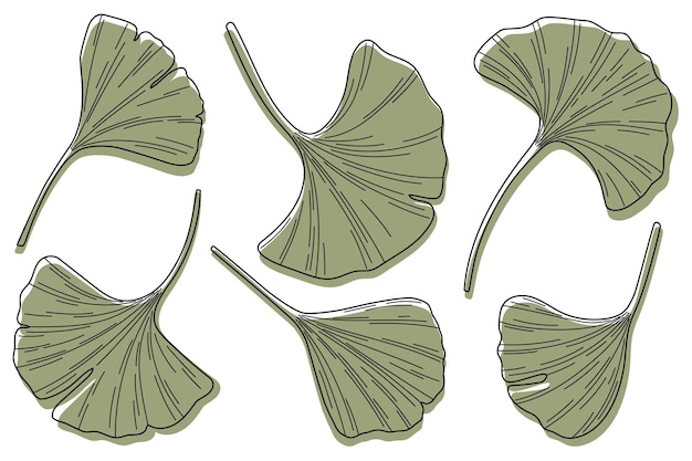 Vector ginkgo biloba leaf sketch vector illustration