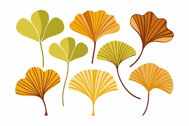 Vector ginkgo fan color art graceful illustrations highlighting the ginkgo fans charm