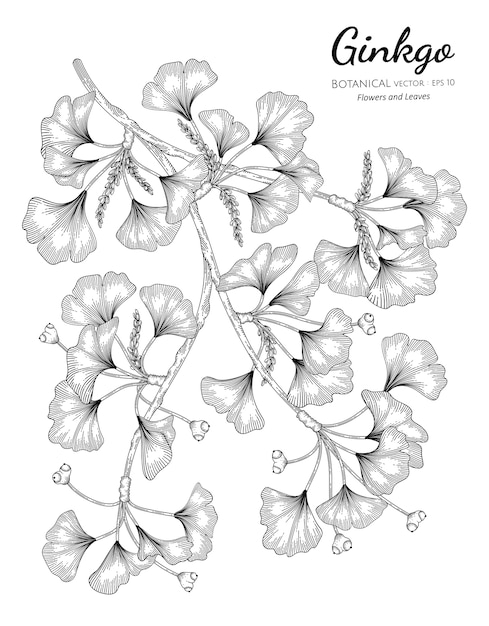 Ginkgo hand drawn botanical illustration with line art on white backgrounds. 