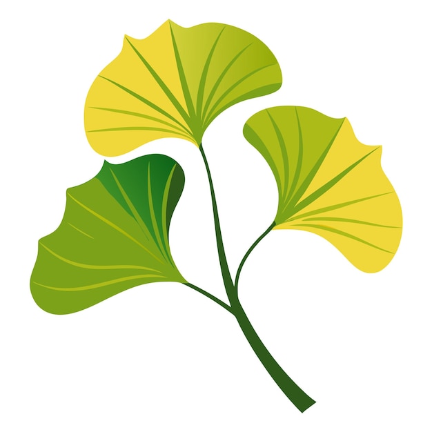 ginkgo leaf plant clipart vector art and illustration