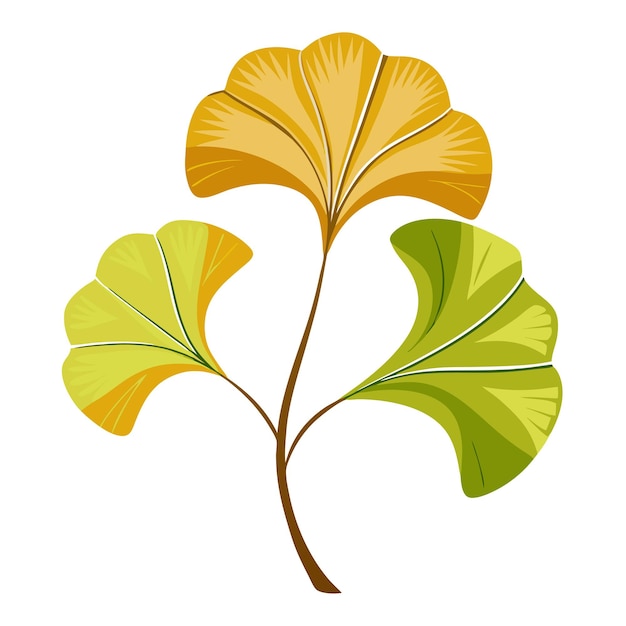 Vector ginkgo leaf plant clipart vector art and illustration