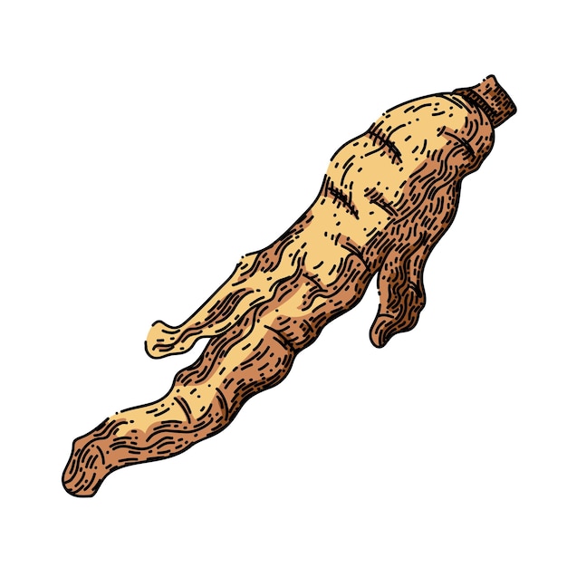 Ginseng root dry sketch hand drawn vector