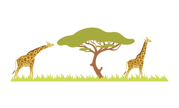 Giraffe and acacia tree on white background Vector illustration