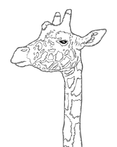 Giraffe artiodactyl mammal land animal with long neck and spots doodle linear cartoon