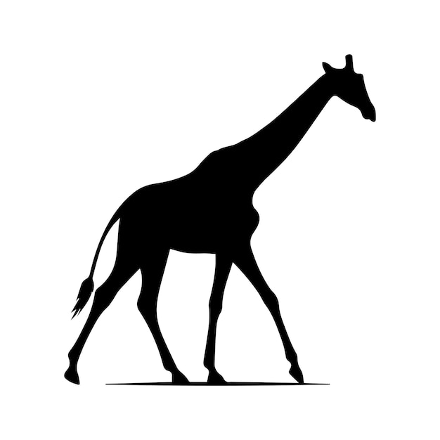 Giraffe Camelopard Giraffid silhouette editable vector illustration