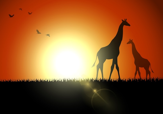 Giraffe silhouette at sunset