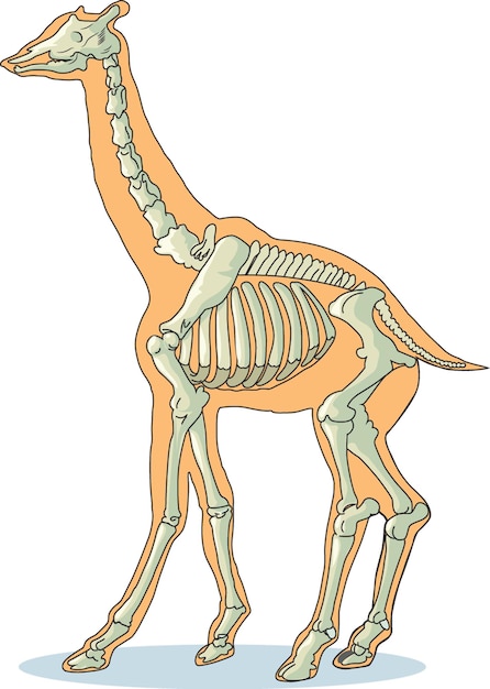 Giraffe skeleton vector illustration