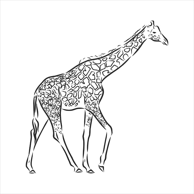 Giraffe vector in black ink hand drawn sketch isolated on white background