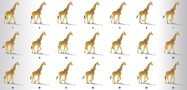 giraffe walk cycle animation sequence vector