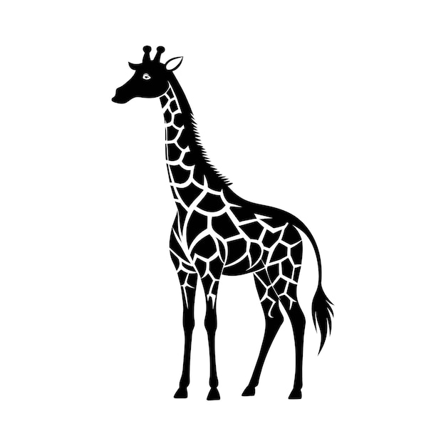 A giraffe with a black and white drawing on white background