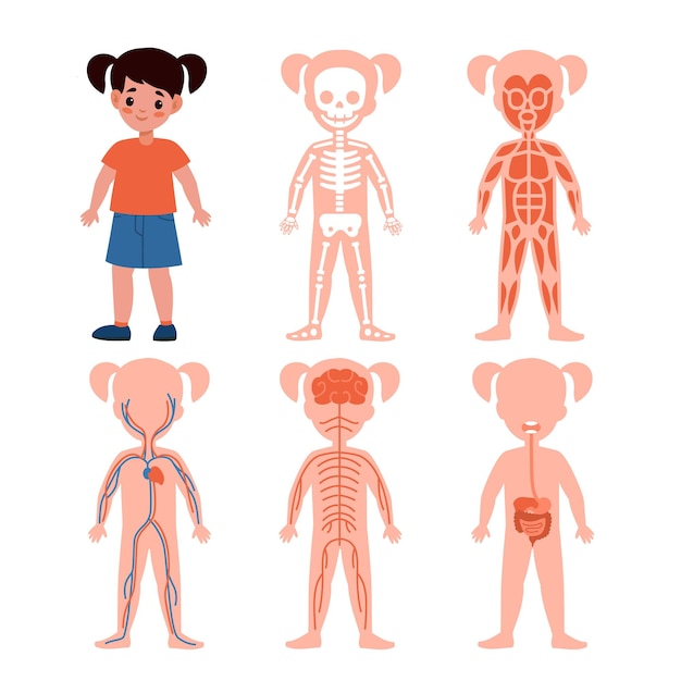 Girl body system Kids silhouettes with vital systems inside bones and blood muscles nerves and intestine longitudinal section anatomy poster Medical education schemes vector set