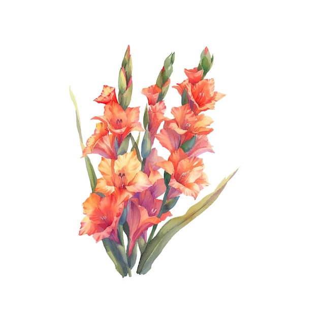 gladiolus vector illustration in watercolor style