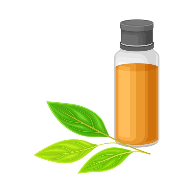 Glass bottle with essential oil of sandalwood and leafy tree branch rested nearby vector