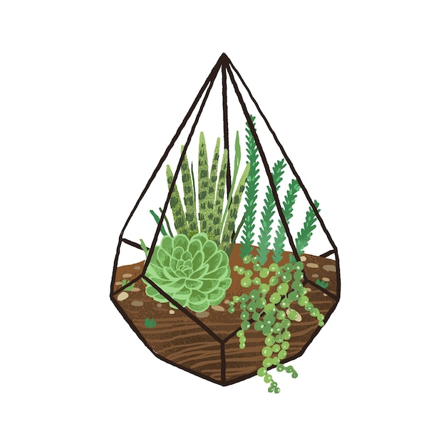 Glass geometric florarium with green succulents in modern scandinavian style. Diamond shaped terrarium with desert plants. Flat vector cartoon illustration. Mini garden isolated on white background.