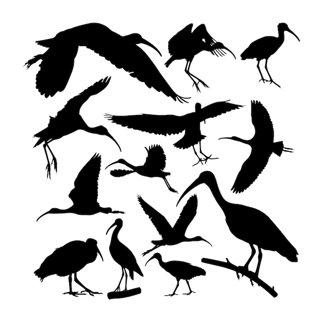 Vector glossy ibis bird animal silhouettes