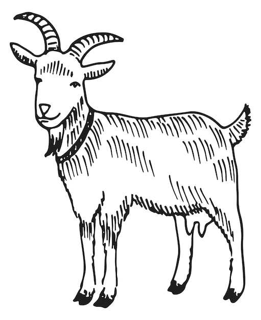 Goat sketch Hand drawn farm mammal animal