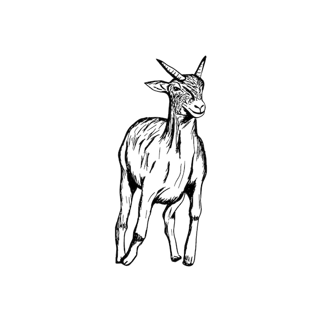 Goat sketch hand drawn isolated on white background