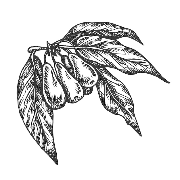 Goji berries hand drawn   illustration.