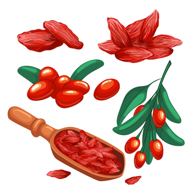 Goji berry red set cartoon vector illustration