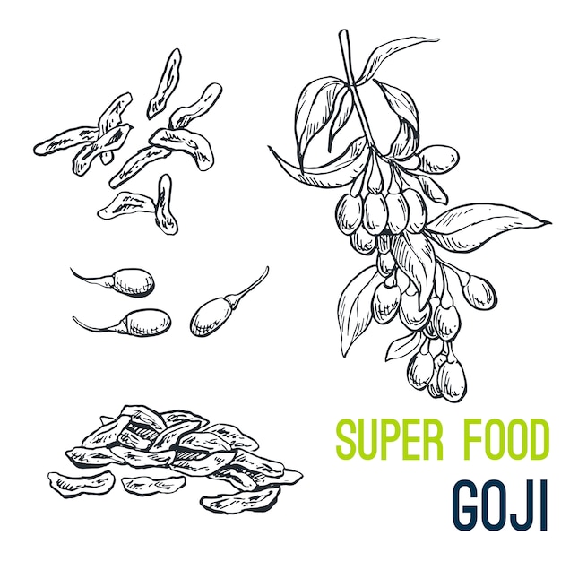 Goji, Super food hand drawn