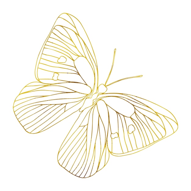 Gold butterfly line art illustration butterfly golden foil art illustration insect butterfly for