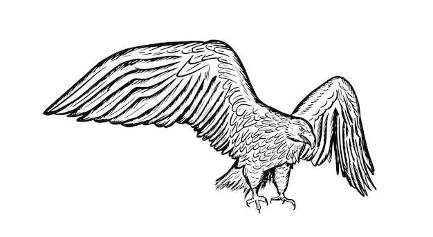 Golden eagle. Wild forest bird of prey. Hand drawn sketch graphic style. Vector illustration.