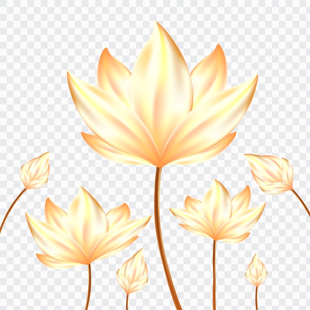 Golden Realistic Lotus flowers on isolate background