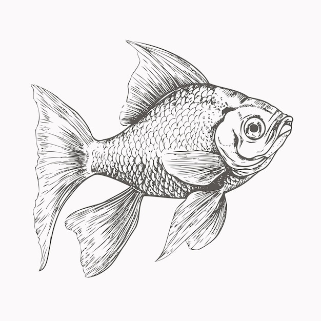 Goldfish sketch Hand drawn sketch