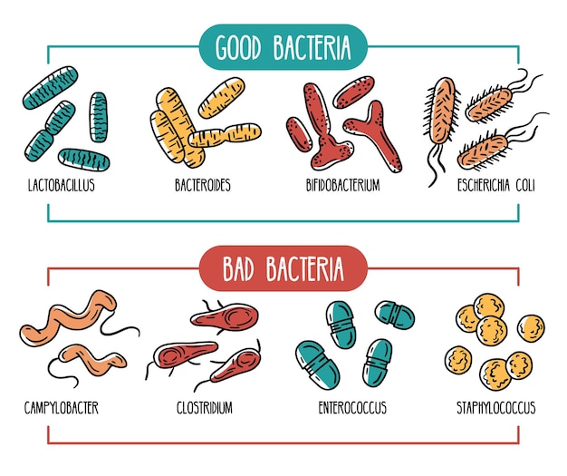 good and bad bacteria of the intestines or infographics of the human gut microbiota