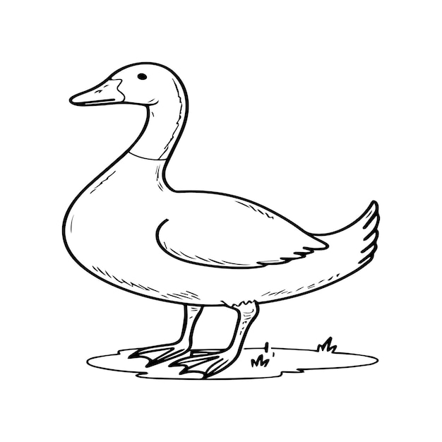 Goose coloring pages Bird outline for coloring book