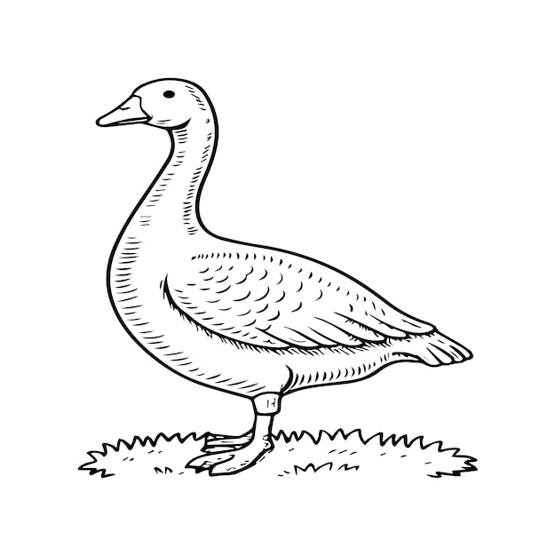 Goose coloring pages Bird outline for coloring book