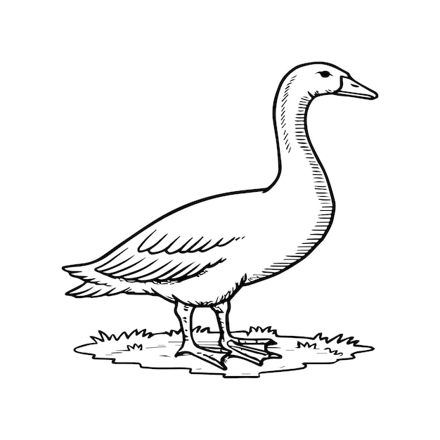 Goose coloring pages Bird outline for coloring book