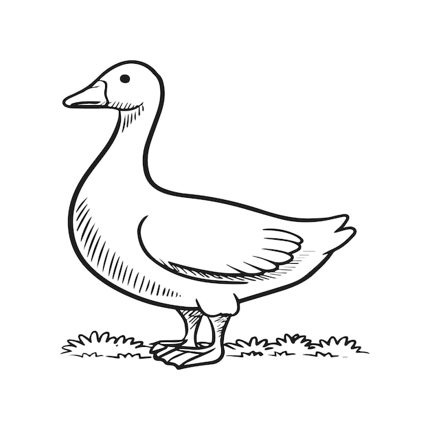 Goose coloring pages Bird outline for coloring book