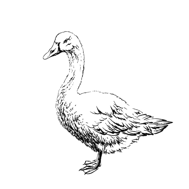 Goose drawn in black ink on a white background Vector