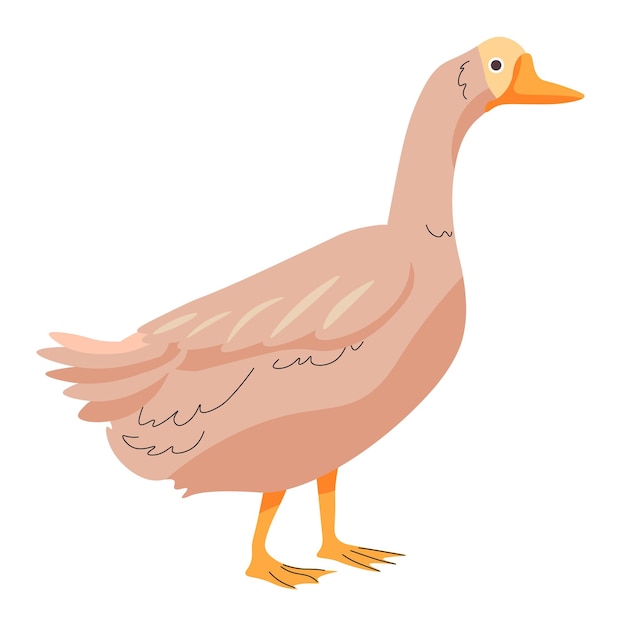 Goose farm animal growing bird for production