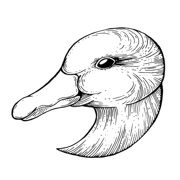 Vector goose ink drawing