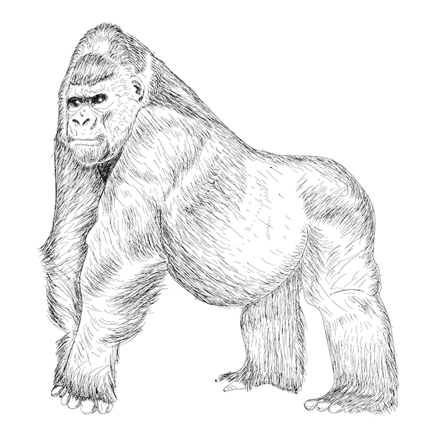 Gorilla illustration, hand drawn design.