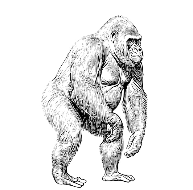 Gorilla monkey standing sketch abstract hand drawn engraving style Vector illustration.