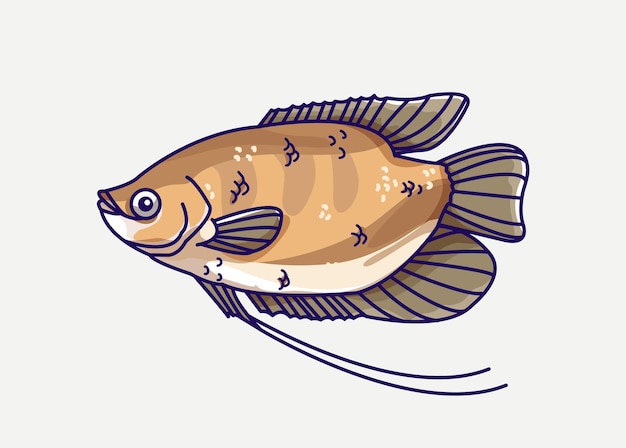 Gourami Freshwater Fish Illustration.