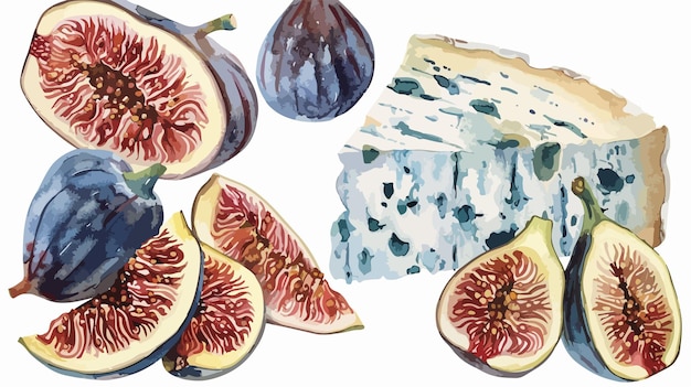 Vector gourmet watercolor illustration of cheese blue figs fresh and dry fruits