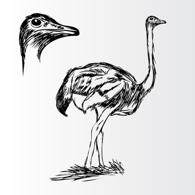 Graceful Ostrich in Digital Vector Art