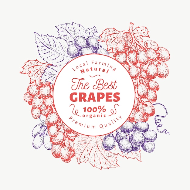 Grape berry design template. Hand drawn vector fruit illustration. Engraved style retro botanical background.