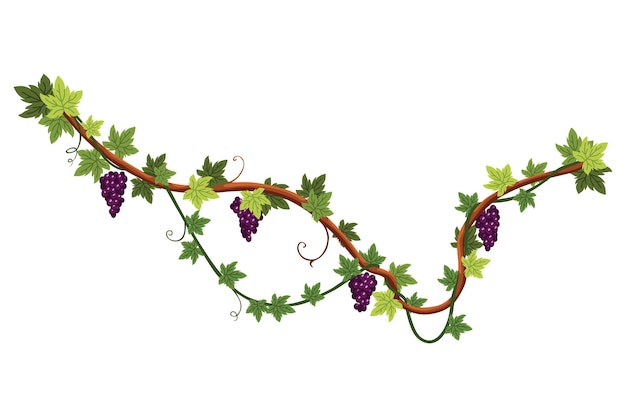 Grape bunch Cluster of berries and leaves Grape vine decorative climbing plant Fruit growing healthy food isolated on white background