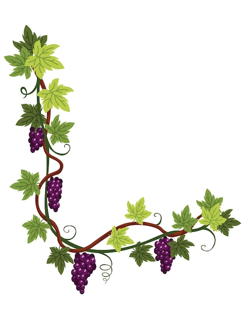 Grape bunch Cluster of berries and leaves Grape vine decorative climbing plant Fruit growing healthy food isolated on white background